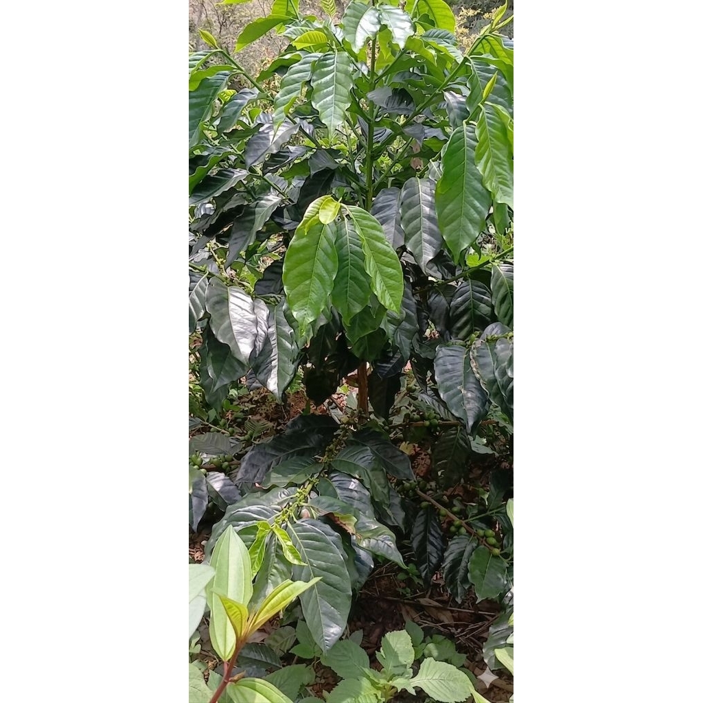 bibit kopi arabika ateng