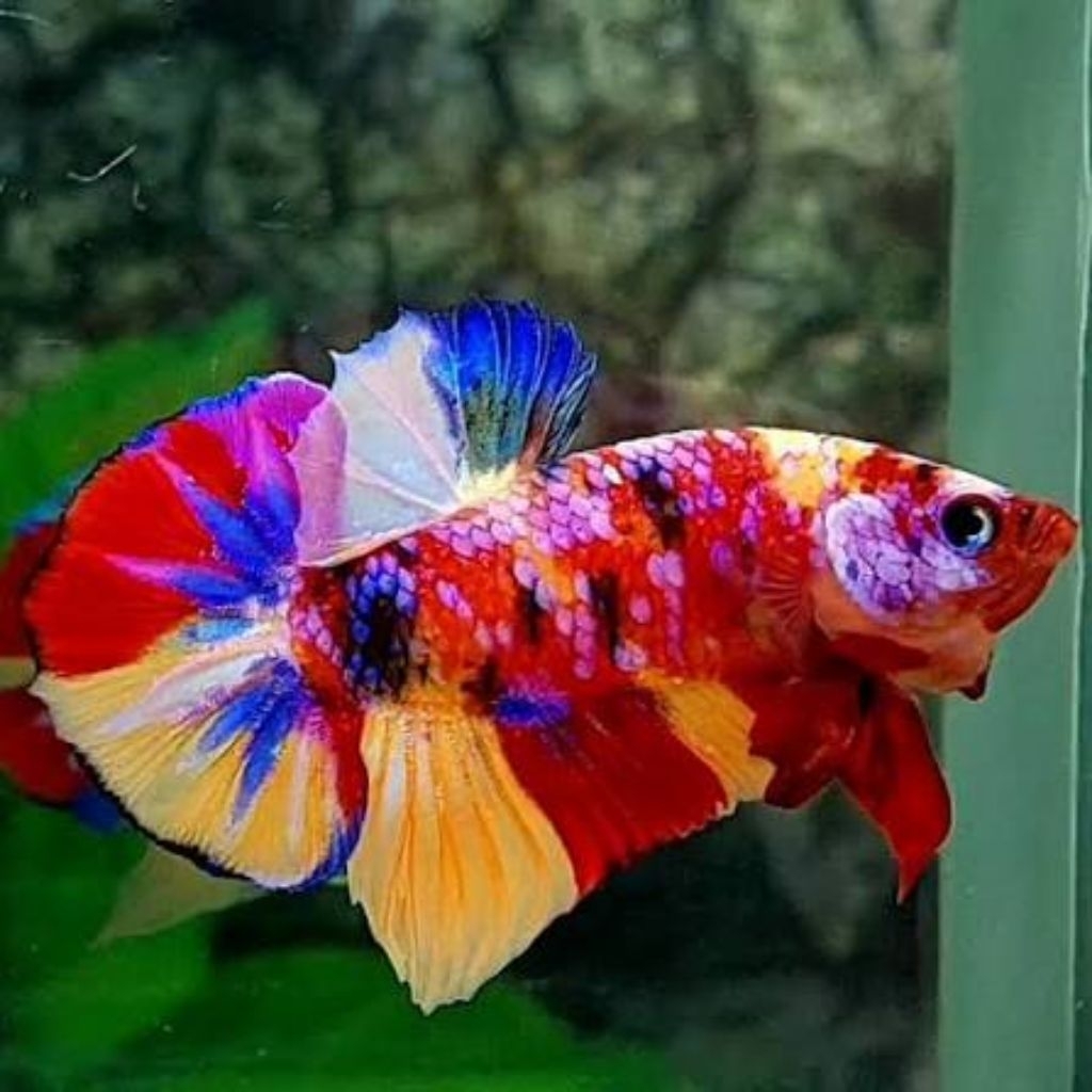 Ikan Cupang Plakat Koi Multicolour Galaxy dengan Warna Acak