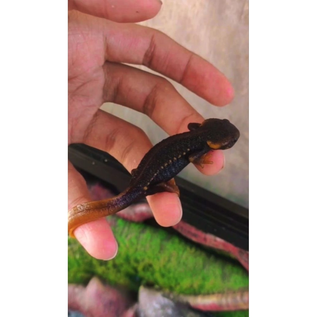 salamander newt himalaya