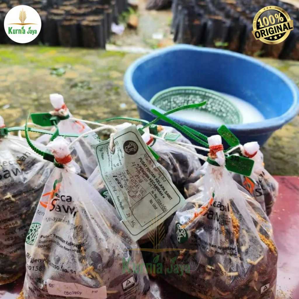 Bibit Kecambah Kelapa Sawit Unggul Medan Bersertifikat isi 250 Butir - Ppks 540, Simalungun, Yangamb