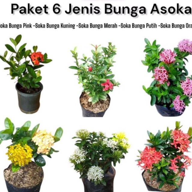 Paket 6 Tanaman Bunga Asoka - Bunga Asoka - Bunga Asoka Hawai - Bunga Soka Jepang - Bunga Soka Jambo