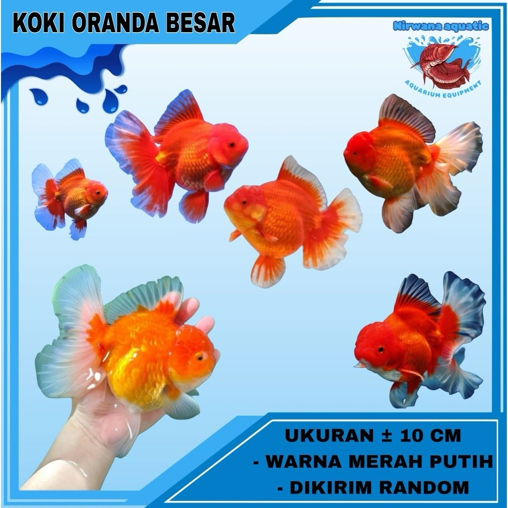 (INSTAN) IKAN KOKI ORANDA UKURAN SEDANG ± 10 - 13 cm