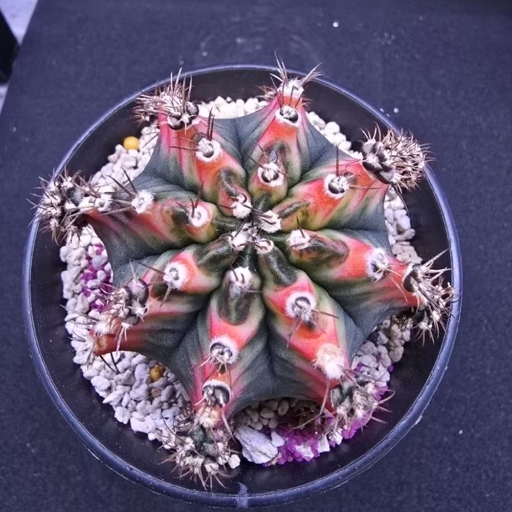Kaktus Gymno id "Multicolor" rata (Gymnocalycium mihanovichii)