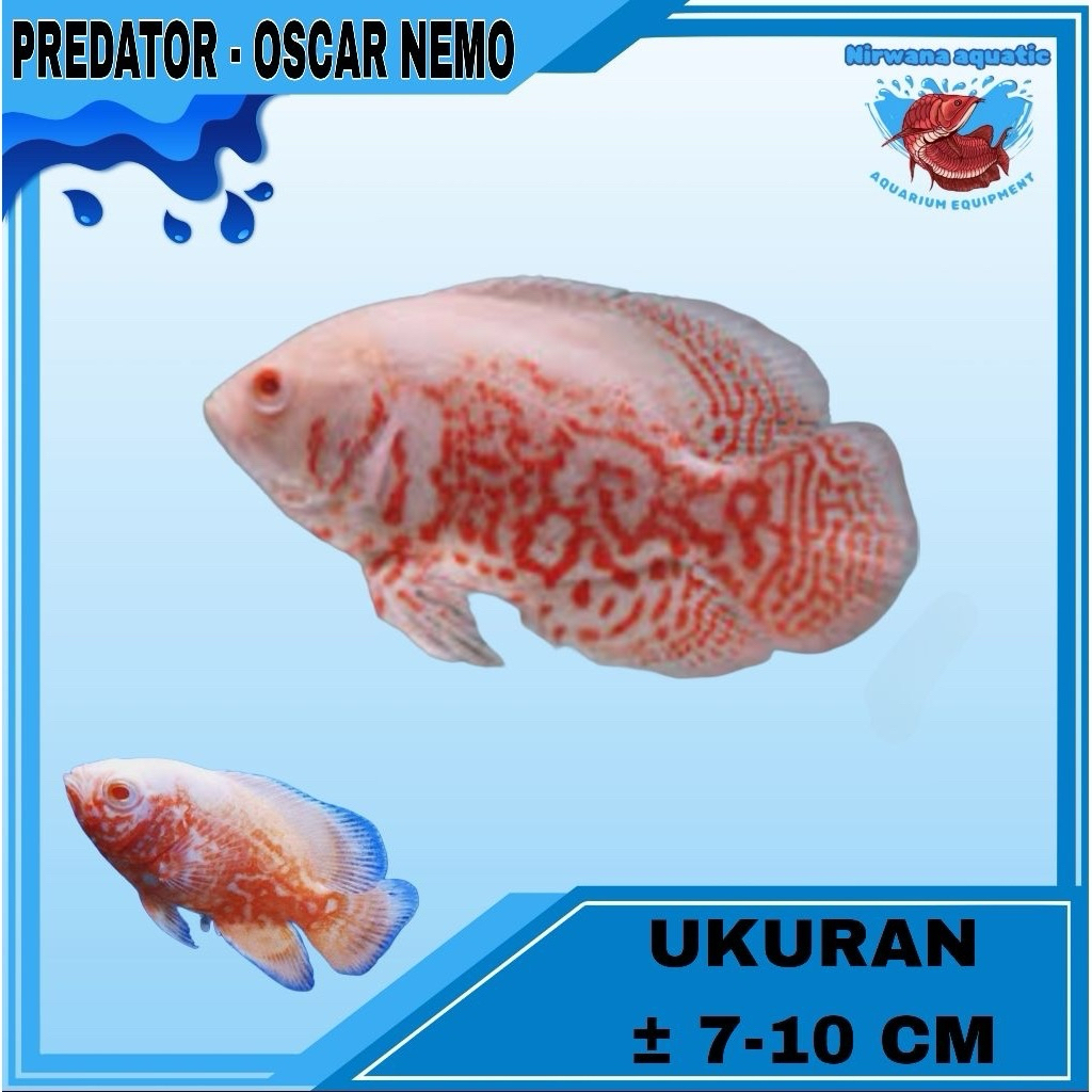 (INSTAN) IKAN PREDATOR OSCAR NEMO - UKURAN ± 6 CM (2 JARI) & ±10 CM (3 JARI)