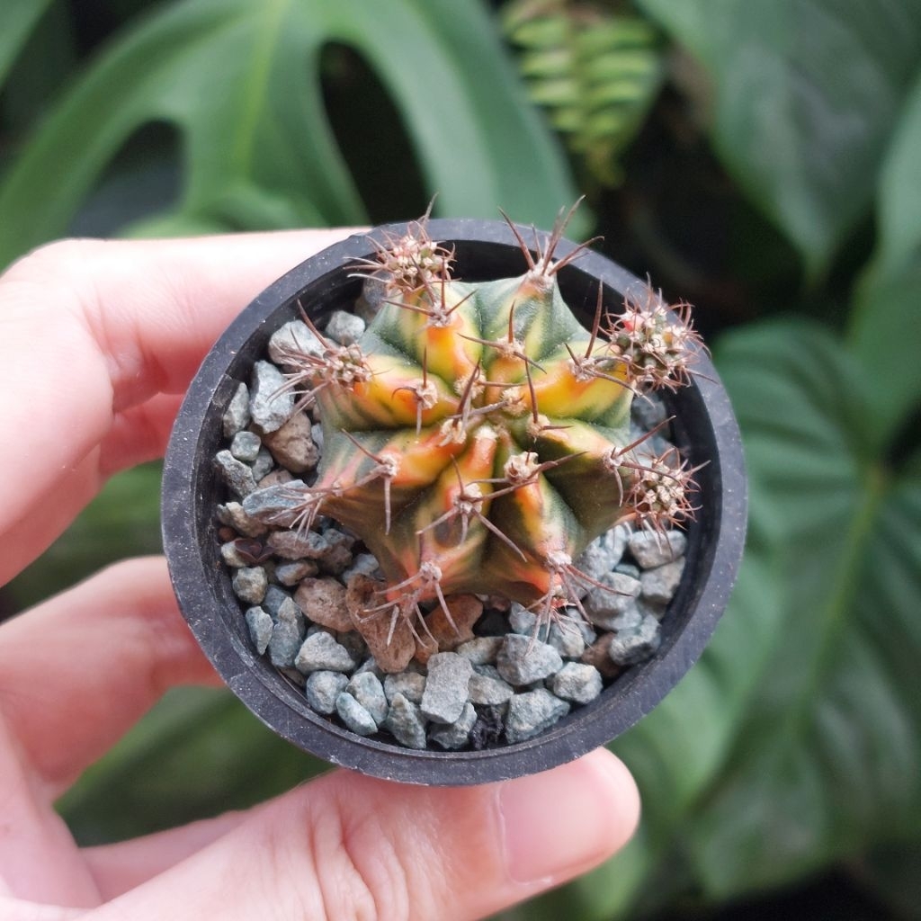 Gymnocalycium Gymno Miha Varigata Himawari Kaktus Lucu Sukulen Mini