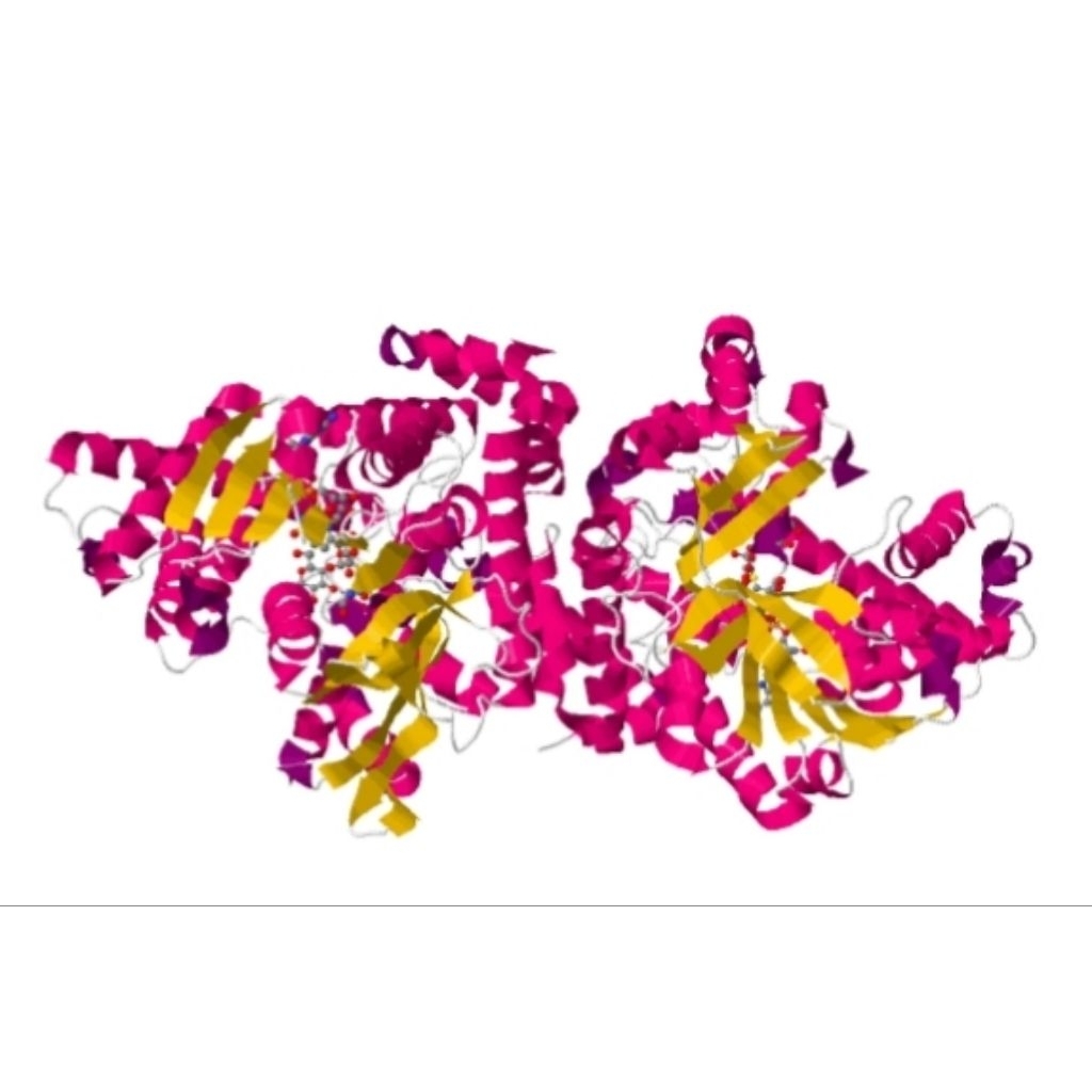 Repack Enzim alpha Glucosidase  from Saccharomyces cerevisiae