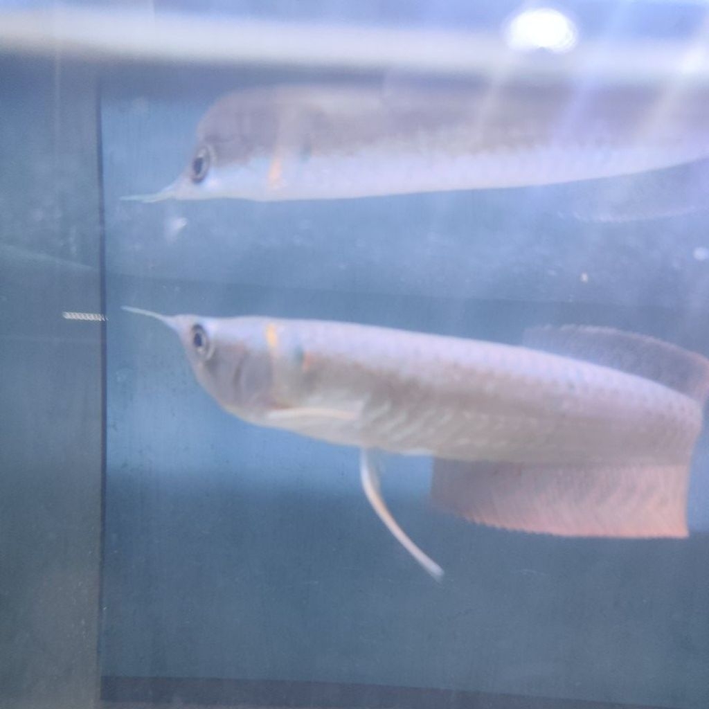 arwana red silver