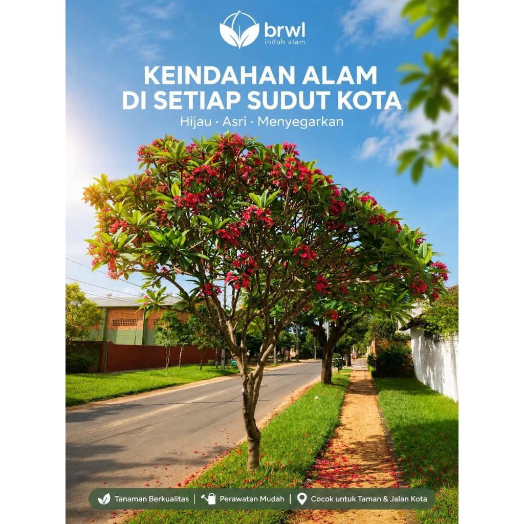 Pohon kamboja kecap tinggi 2-3 meter