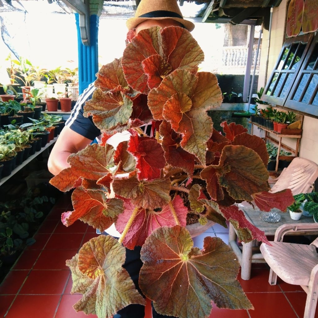 begonia keong madu