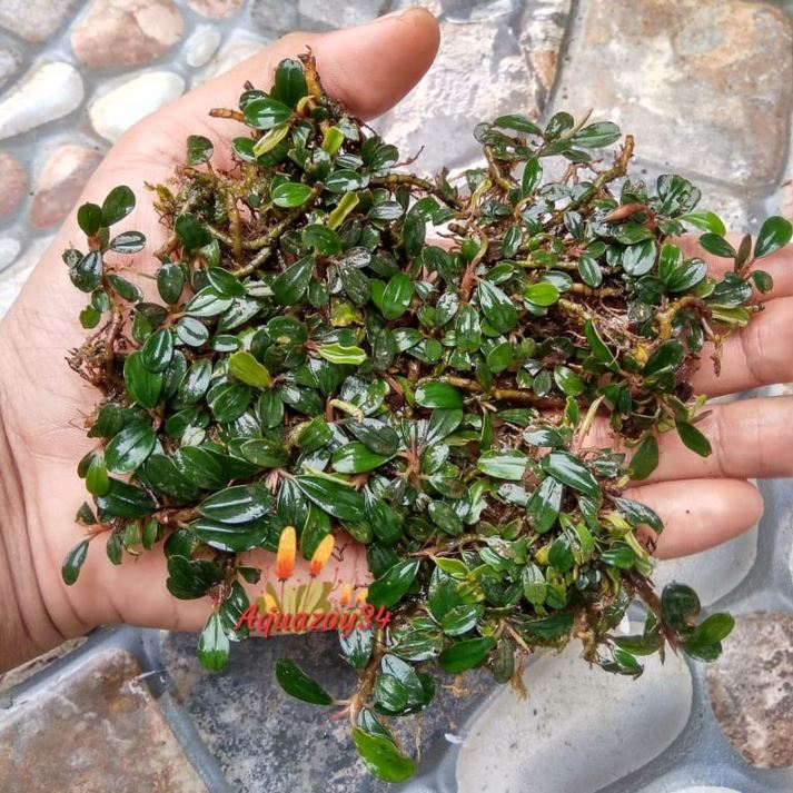 Bucephalandra Super Mini Buce Super Mini Tanaman Aquascape Plastik