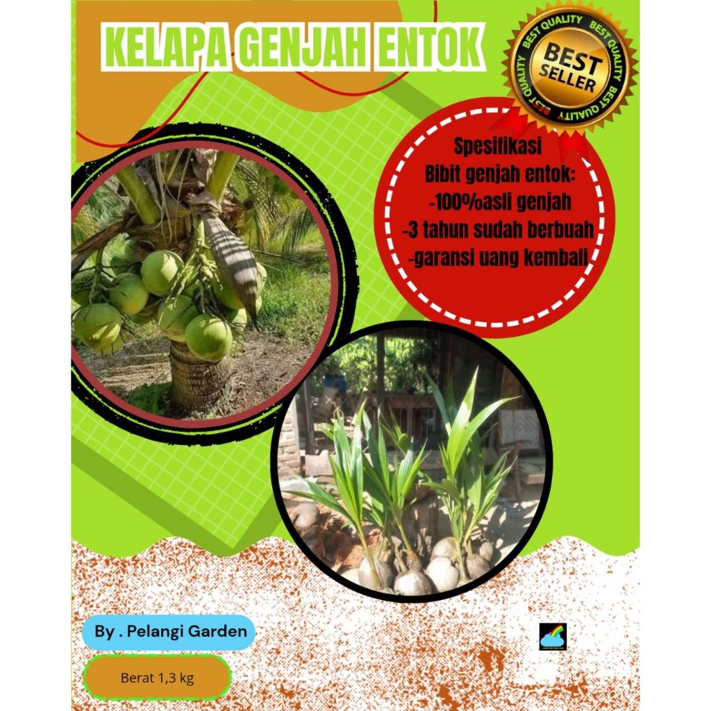 TERLARIS  Pokok Kelapa Pendek Entok Jumbo, Pokok Kelapa Pendek Entok asli