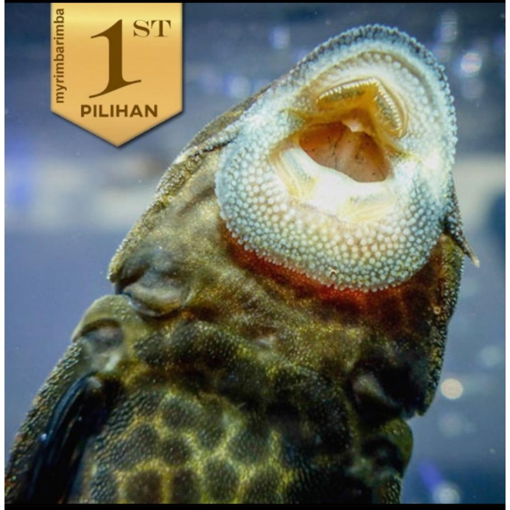 Pleco Hitam 7-8cm+ Ikan Hias Aquarium Aquascape Sapu Sapu Tanaman Air