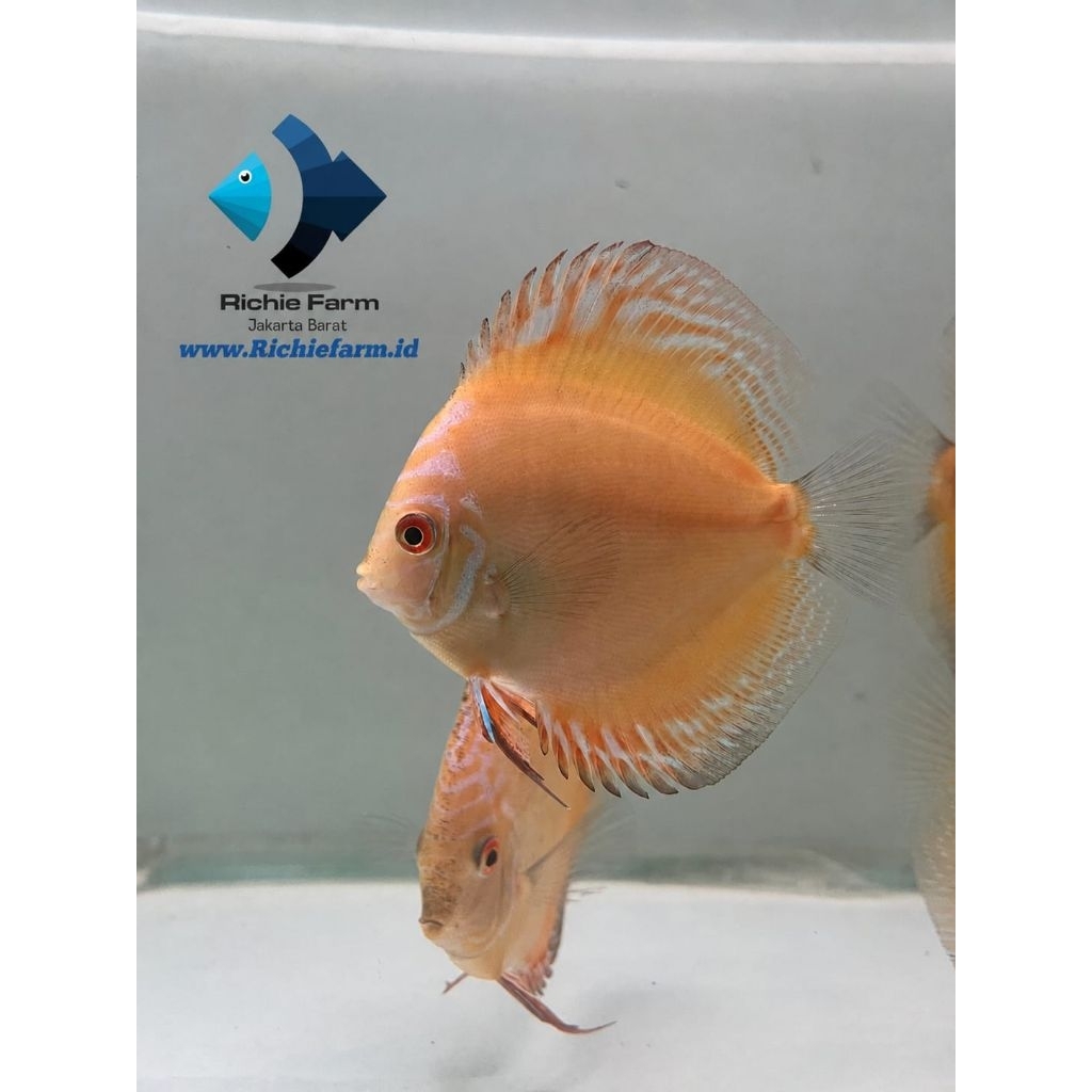 Ikan Discus Yellow Raflesia 4 inc