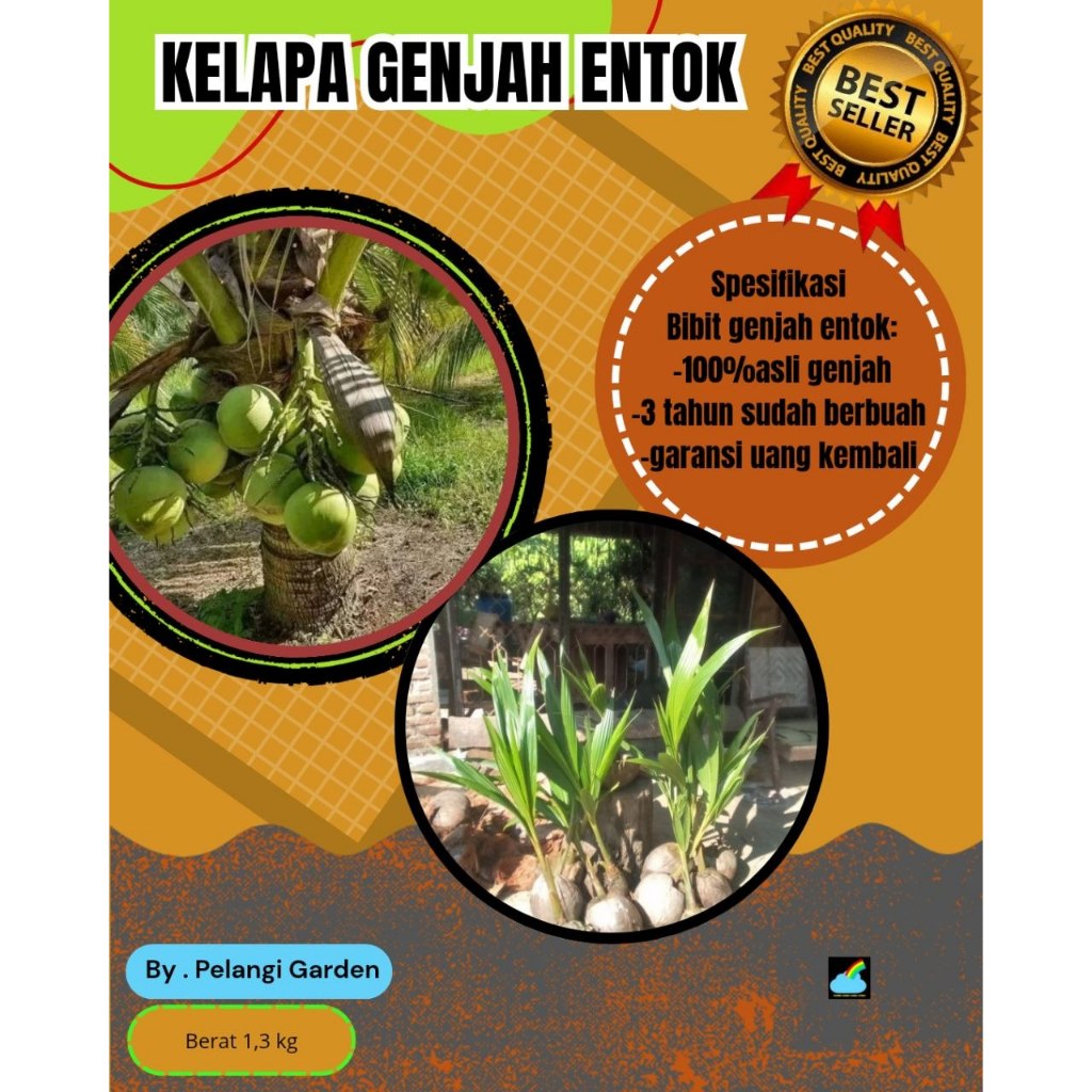 TERMURAH  Pokok Kelapa Genjah Entok Terdekat, Pokok Kelapa Genjah Entok Unggul, Pokok Kelapa Genjah 