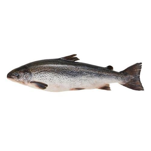 IKAN Salmon Whole Ikan Salmon Utuh 4.0-5.1 kg / Salmon Atlantik / Salmon Salar