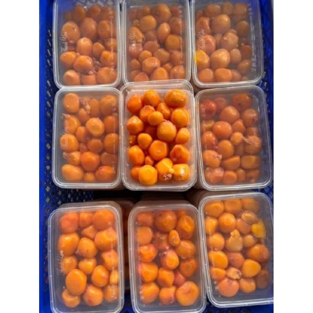 uritan telur muda