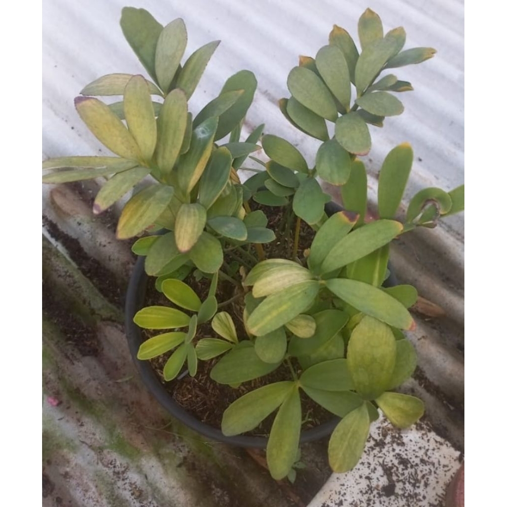 Zamia Furfuracea Variegata rimbun