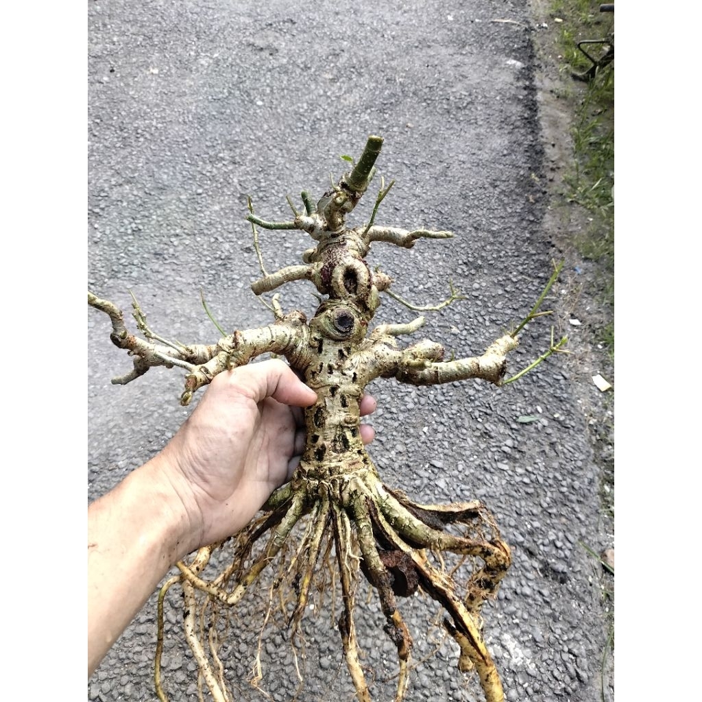 Bonsai waru India program akar prospek