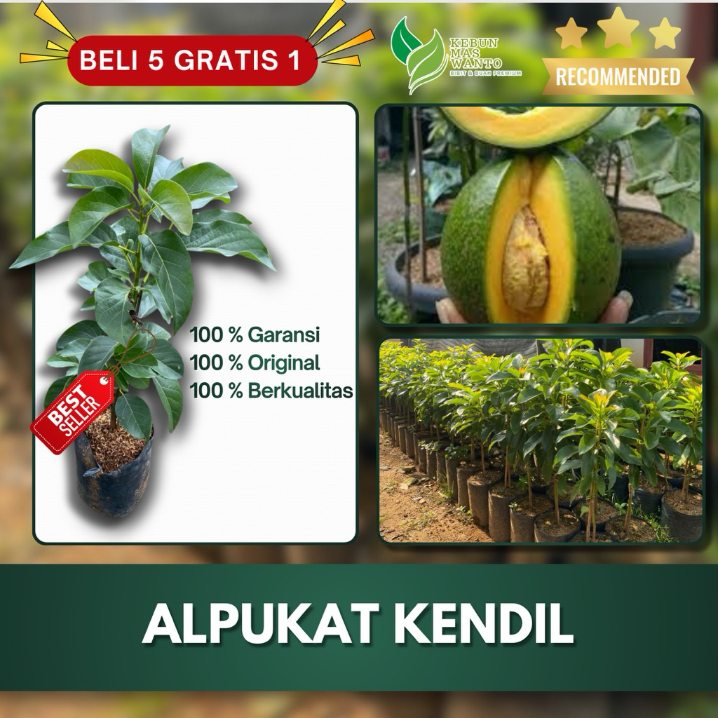 BIBIT ALPUKAT VARIETAS KENDIL ATAU MARKUS-BIBIT ALPUKAT MARKUS-BIBIT ALPUKAT KENDIL-BIBIT ALPUKAT