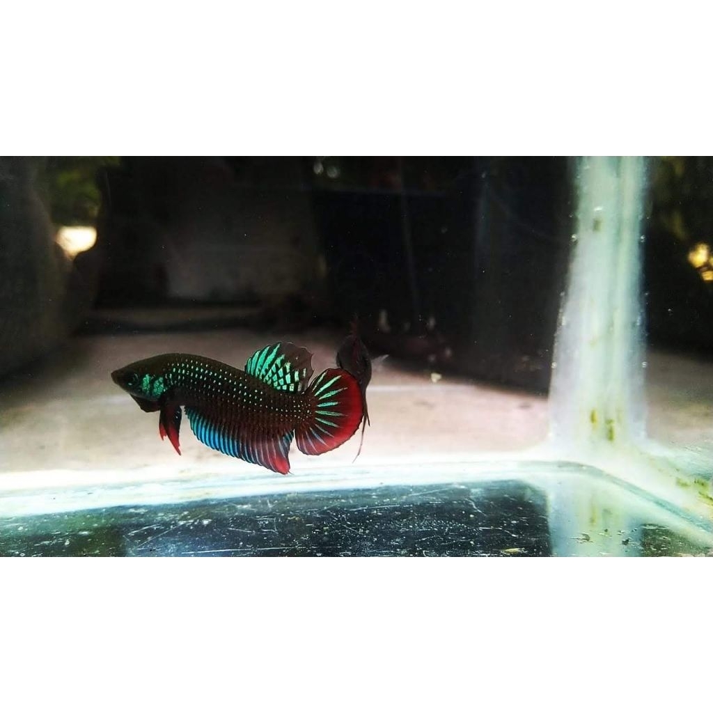 wild betta imbelis cupang alam (original tangkapan alam)