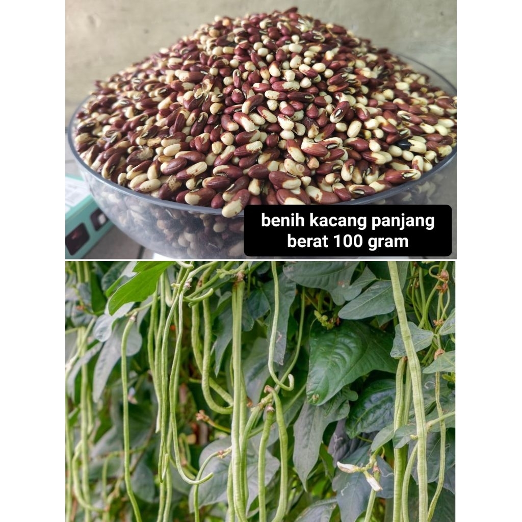 Benih kacang panjang merah putih super 100gram orian langsung dari petani