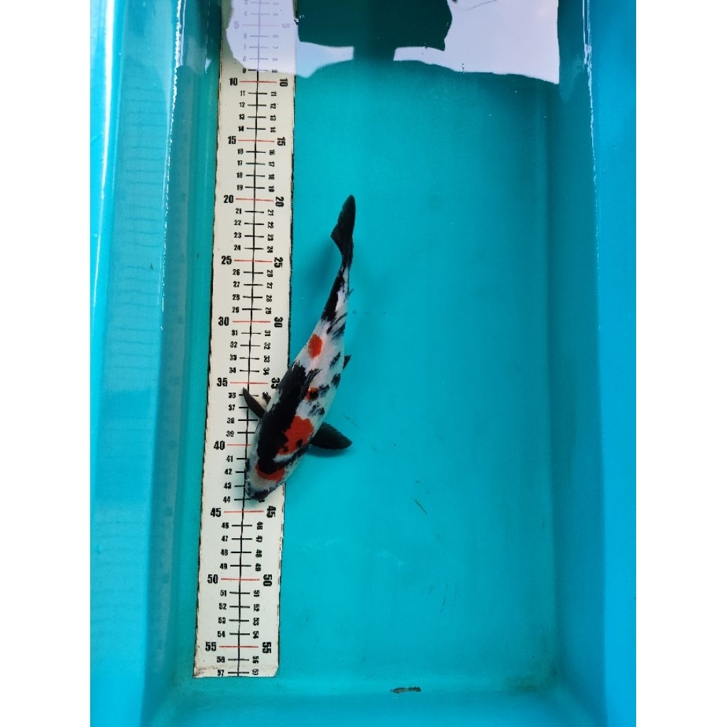 ikan koi showa