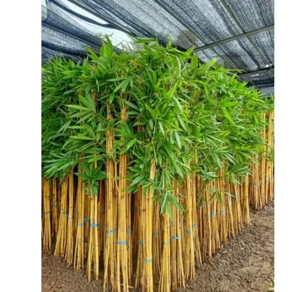 tanaman hias pohon bambu kuning/bambu kuning
