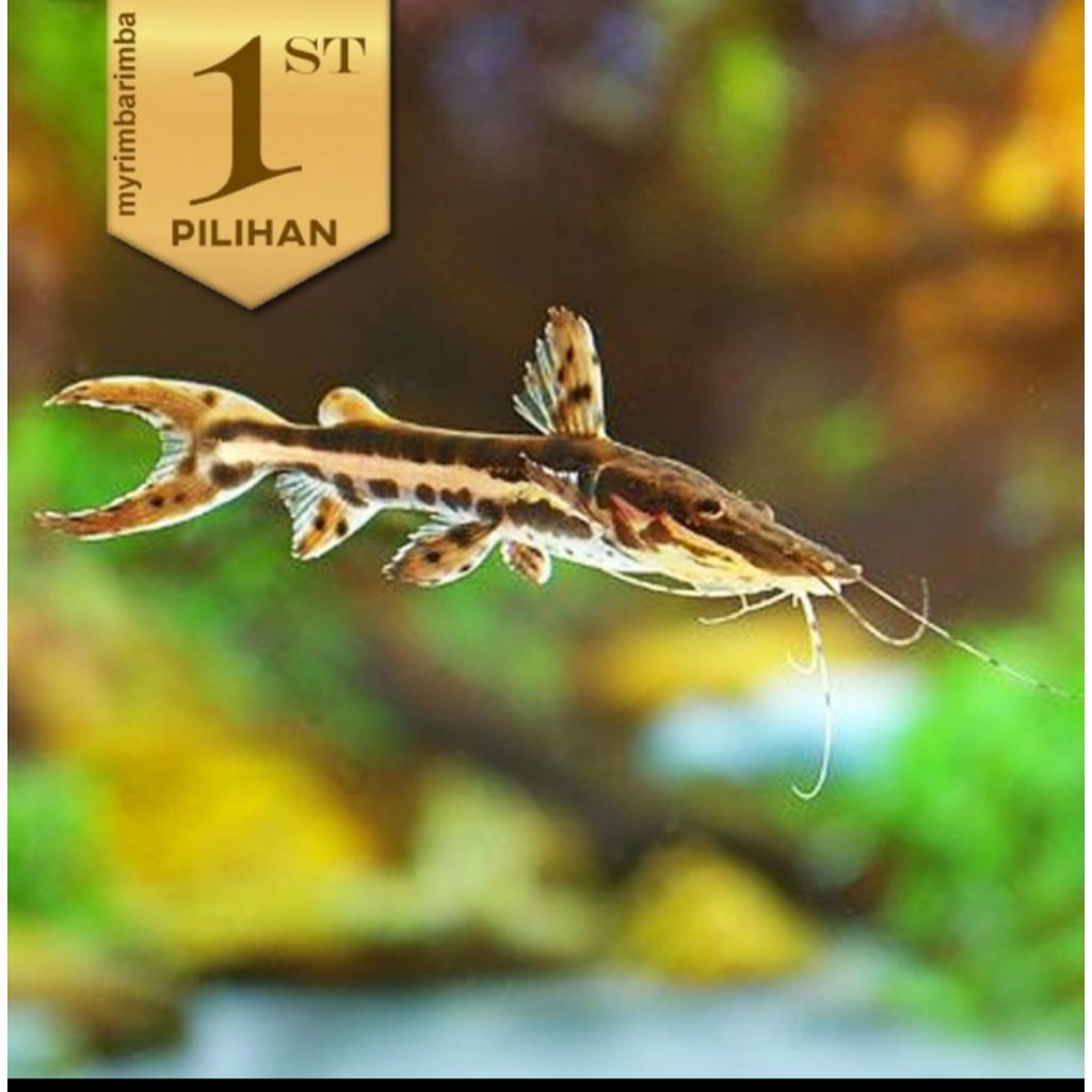 Tiger Shovelnose Catfish ( TSN ) Ikan Hias Predator Hiasan Aquarium