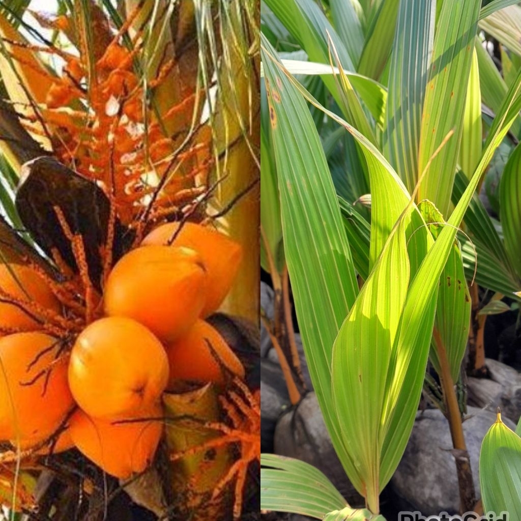 bibit kelapa gading orange