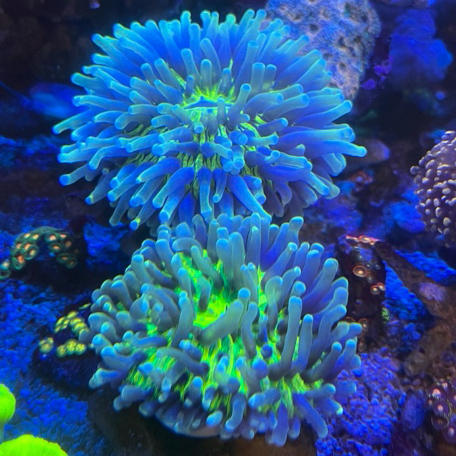 TERUMBU KARANG LAUT. JENIS PIRING ANEMON ATAU ANEMON PIRING dekorasi aquarium