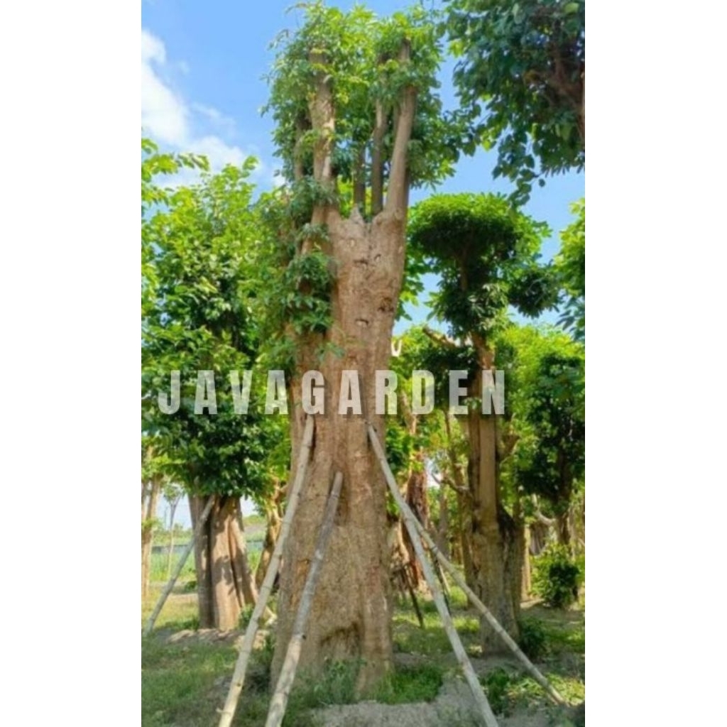 Tanaman Hias Pohon Pule Tinggi 3 meter/Pohon Pule putih besar