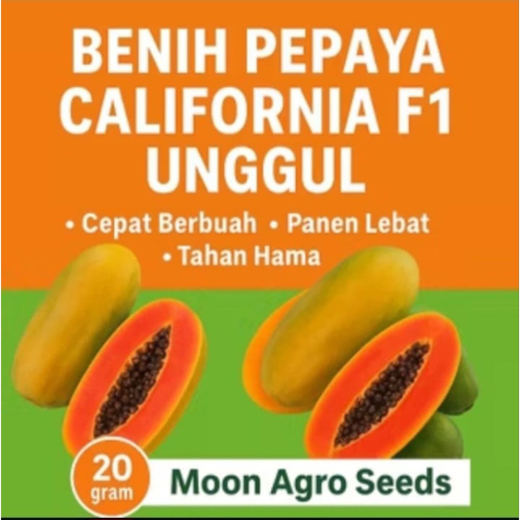 BENIH PEPAYA CALIFORNIA F1 UNGGULAN TAHAN HAMA