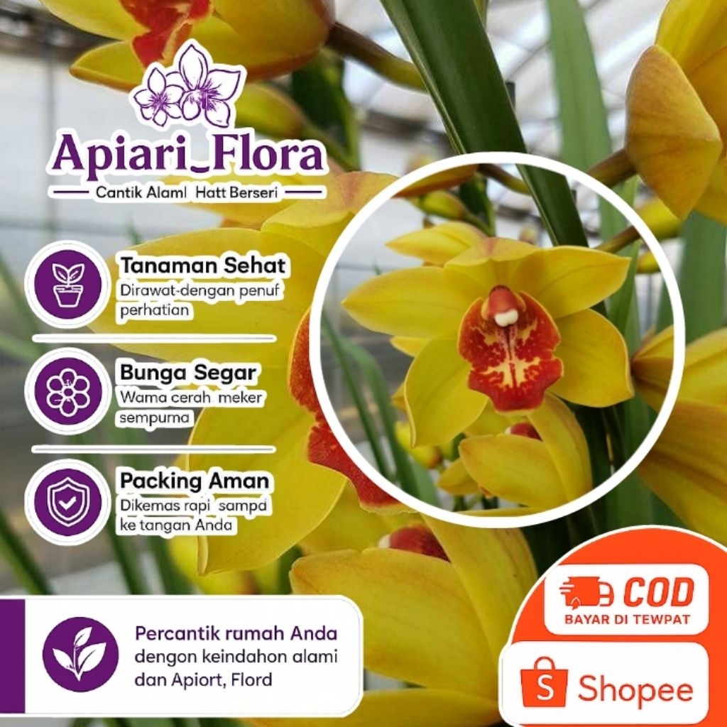 Anggrek Cymbidium aussie Sunsprite kuning - Tanaman Hias Anggrek Tanah