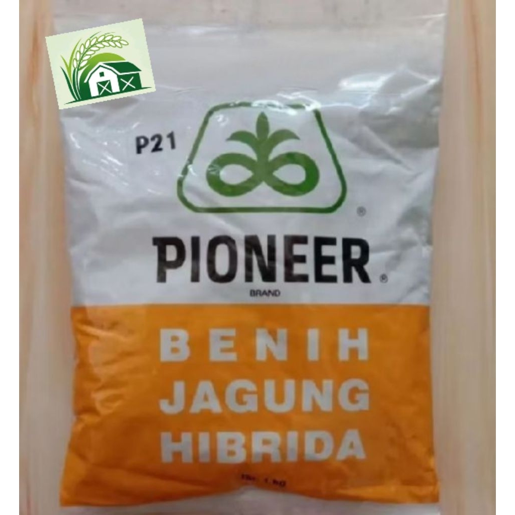 benih jagung hibrida PIONEER P21