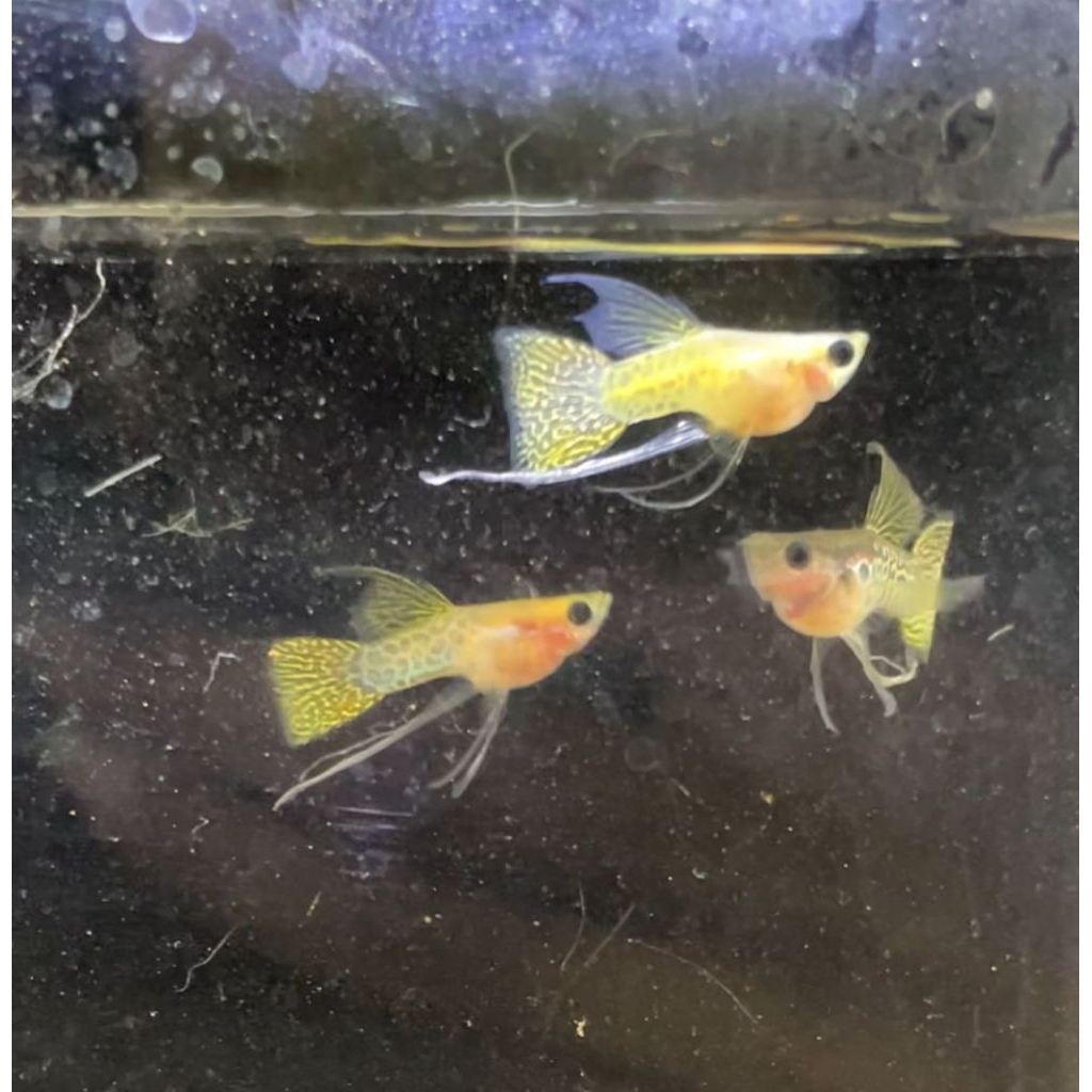 guppy yellow cobra SB GB RB grade A kualitas tinggi. sepasang