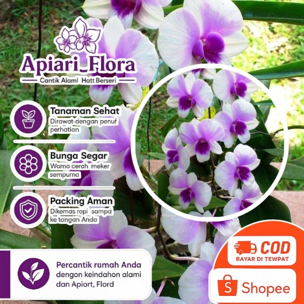 Tanaman Hias Anggrek Dendrobium Yaya Compactum