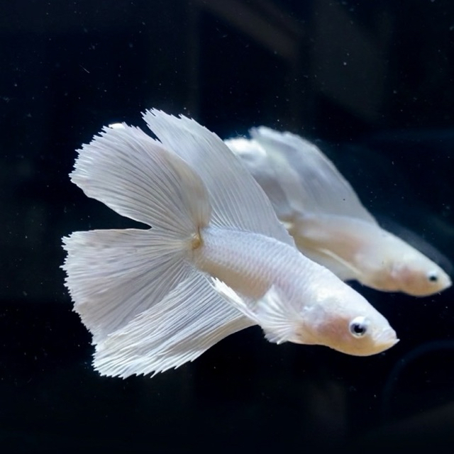 IKAN CUPANG / BETTA HMdt WHITE PLATINUM SIZE M (REAL PIC) VIDIO ADA DI SIDE SEBELAH