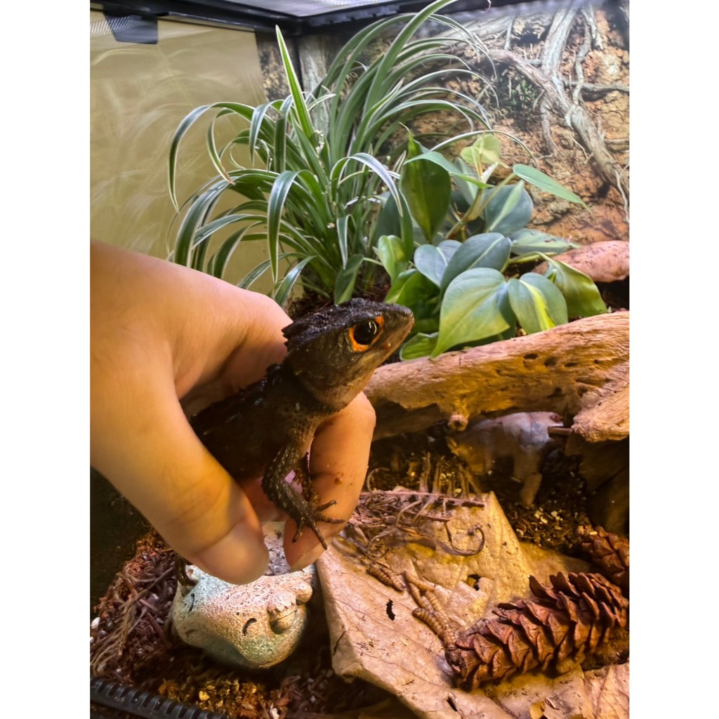 Red Eyed Crocodile Skink Reptil Peliharaan Kadal Duri