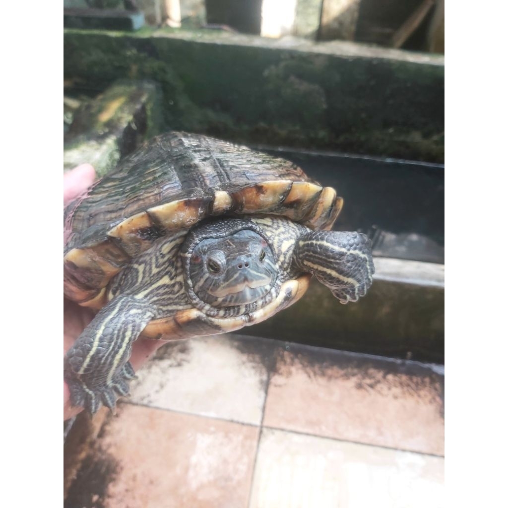 (INSANT / SAMEDAY ONLY) Kura Kura Brazil (RES) Dewasa / Indukan / Jumbo