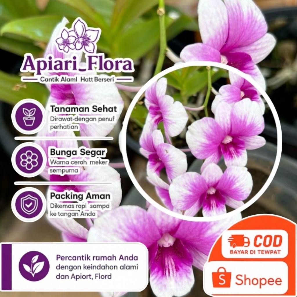 Anggrek Dendrobium yaya compactum