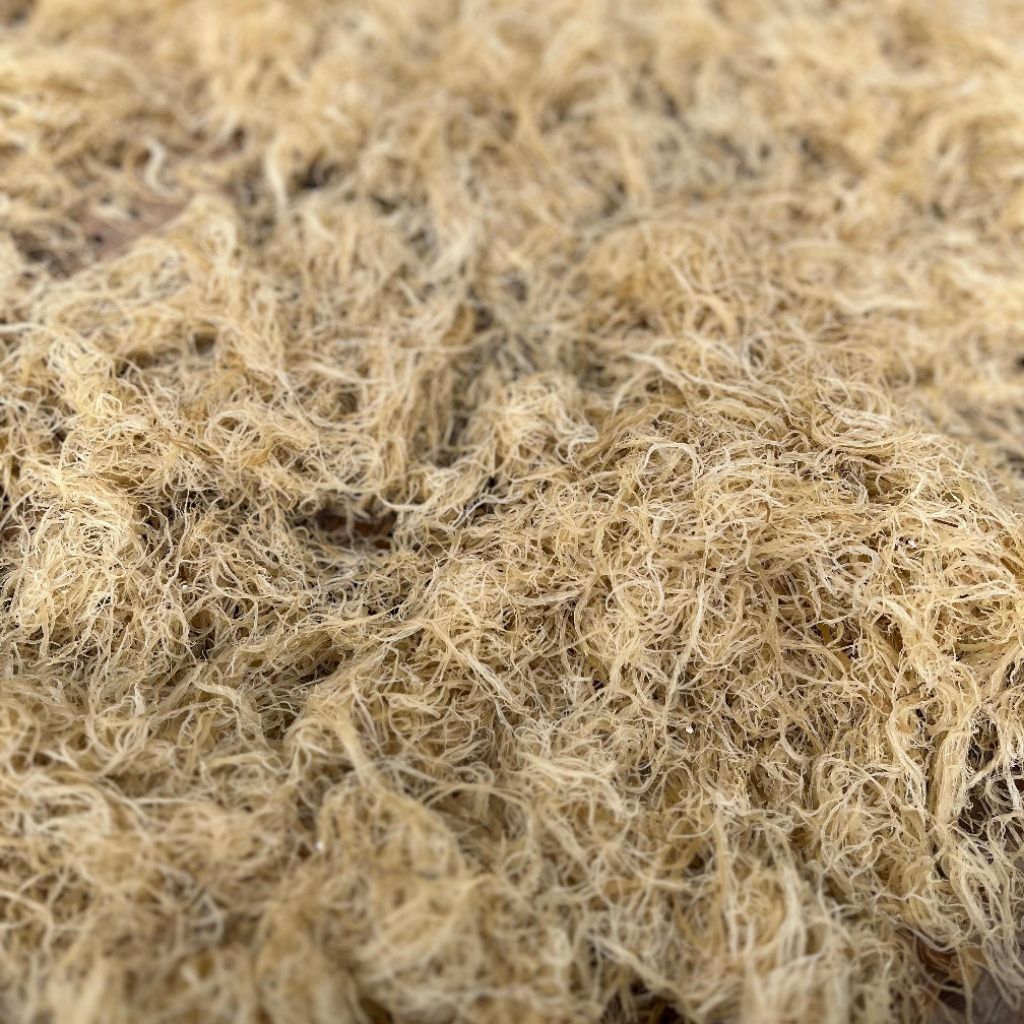 ATG (Alkali Treated Gracilaria)