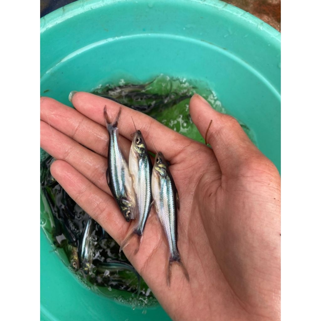 bibit benih ikan patin size 8cm up/ ikan super sehat lincah & gemuk (isi 100 ekor) di jamin berkuali