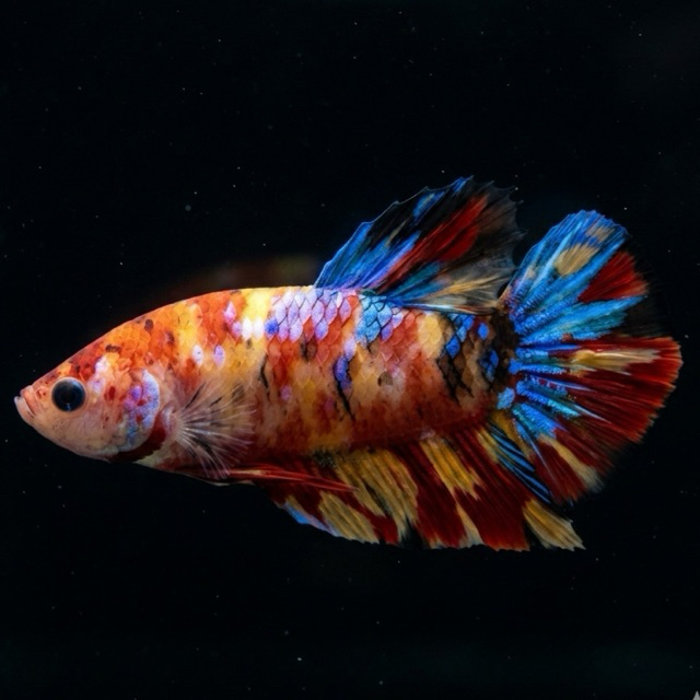 IKAN CUPANG / BETTA GIANT BO 4,5 PK MULTI YELLOW (REAL PIC) VIDIO IKAN ADA DI SIDE SEBELAH