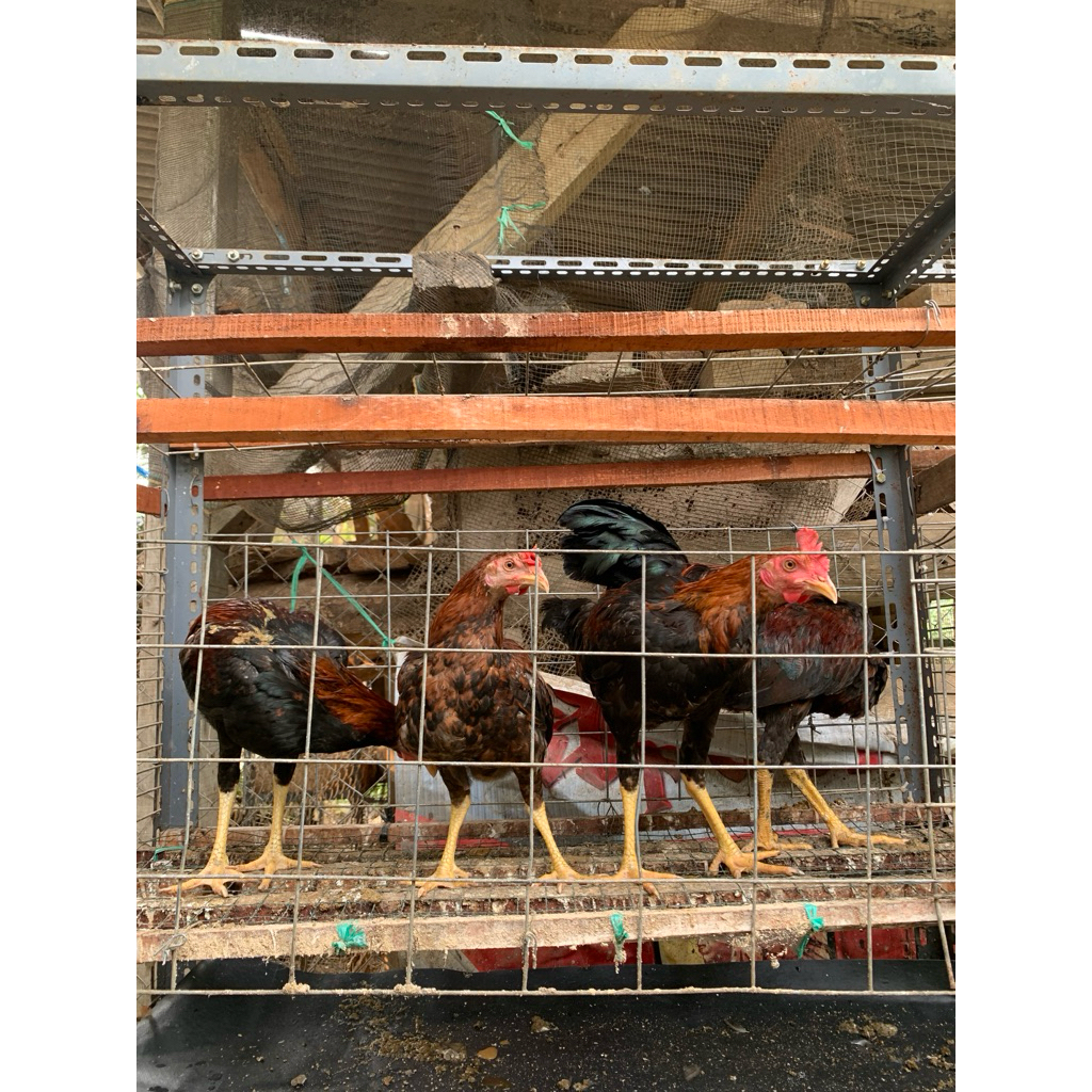 Ayam Jantan KUB 2 Janaka Usia 5 Bulan