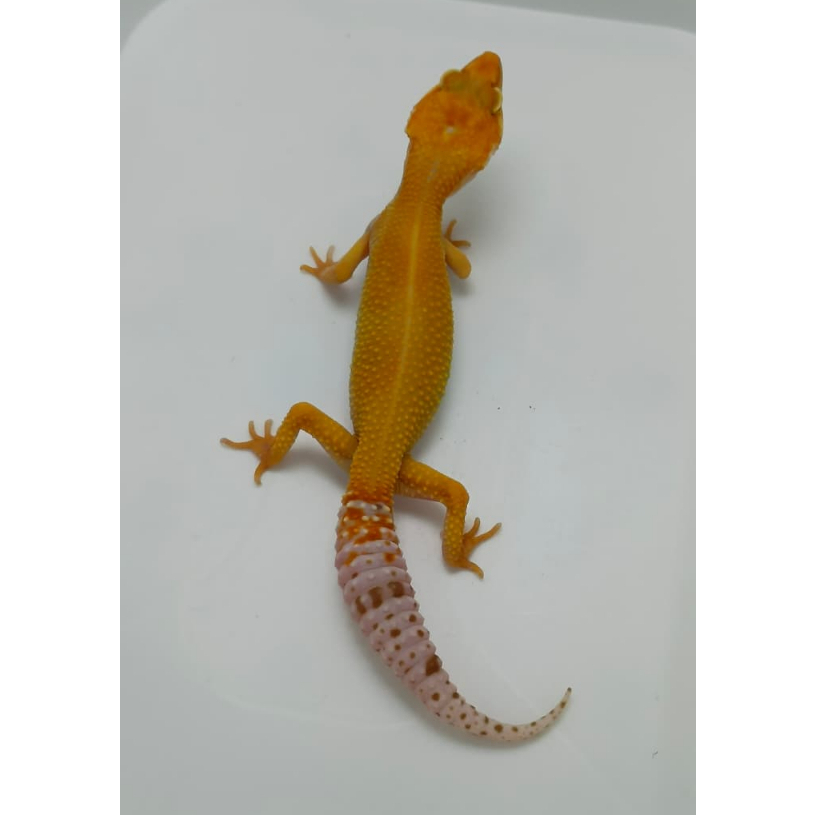 Leopard Gecko Sunglow Enigma | Female | Gecko Sehat Aktif Jinak
