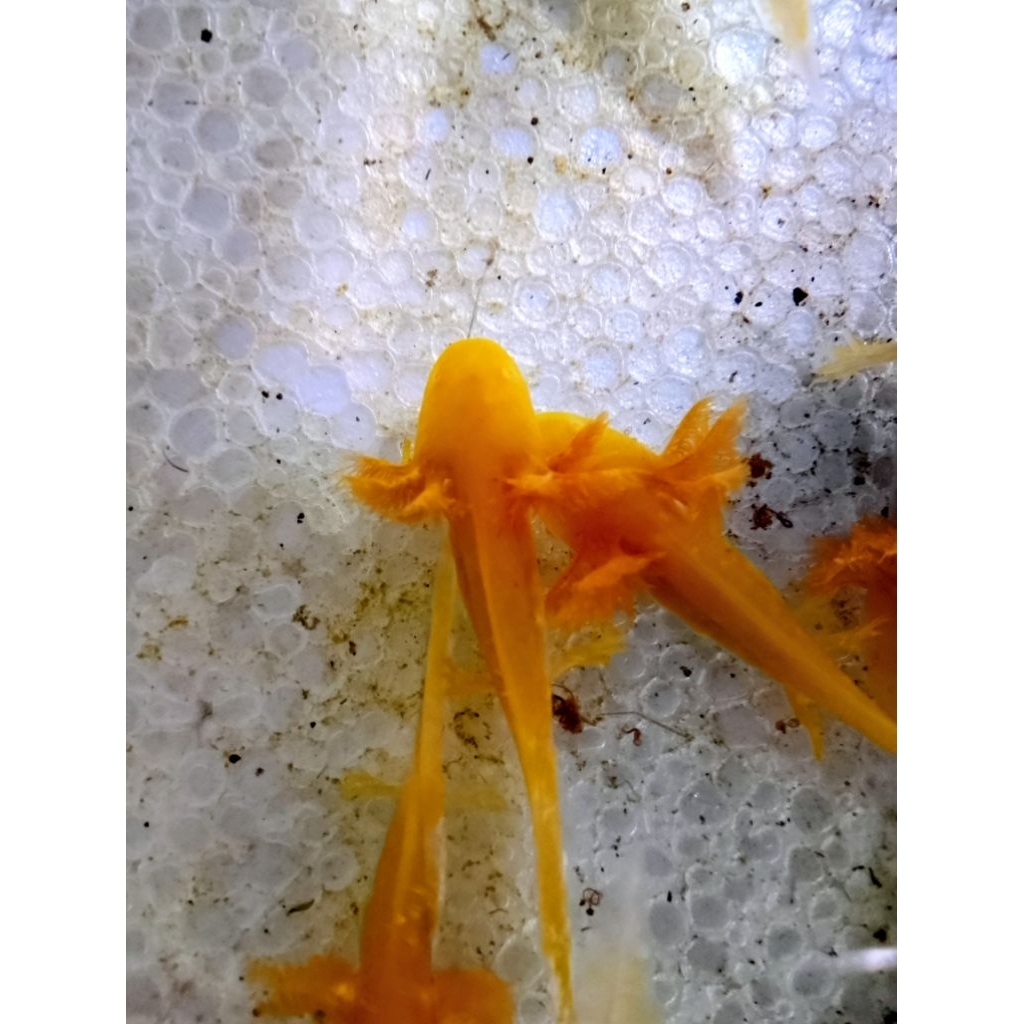 axolotl golden baby fish