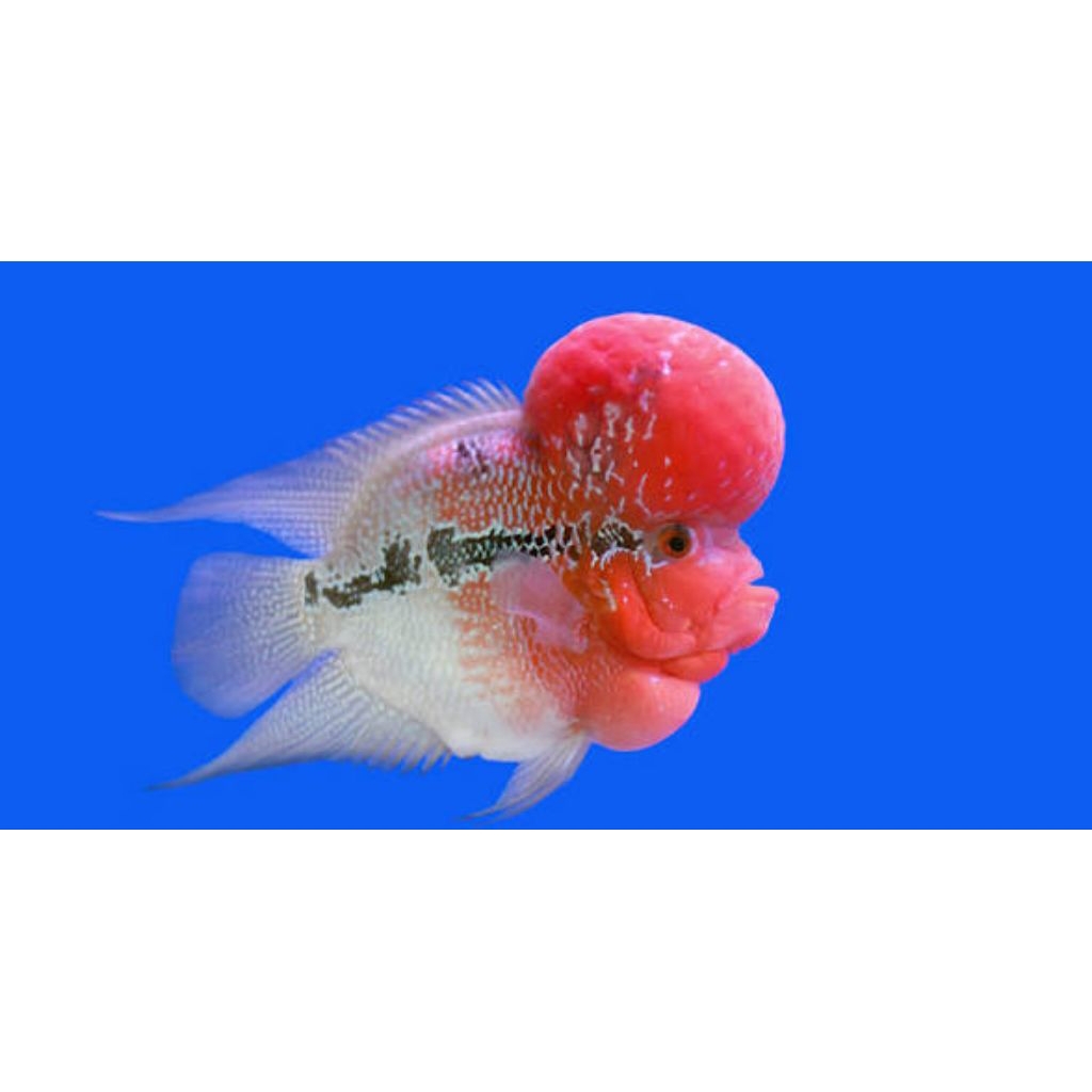 ikan hias Louhan Super Red Dragon (SRD) 2-3 jarian