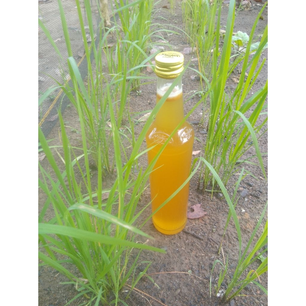 Madu Hutan Rambang botol Marjan