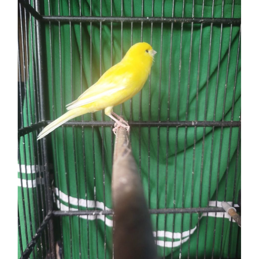 kenari AF bahan & loper lokal super