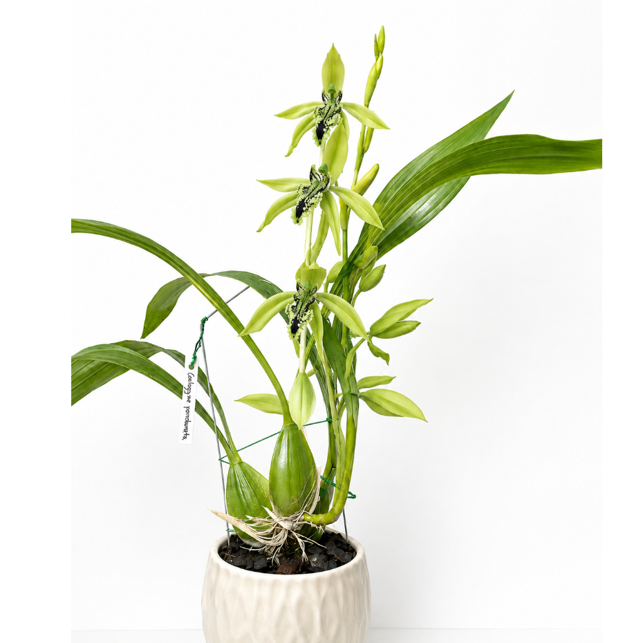 [ DEWASA ] Coelogyne Pandurata : Pesona Anggrek Hitam Borneo yang Langka dan Dilindungi